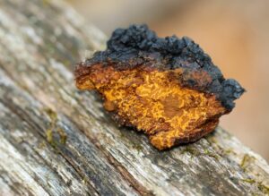 Perché il Chaga non è un fungo come gli altri