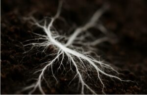 Il mondo sotterraneo che ci salva tutti:  benvenuti nella “Wood Wide Web”