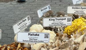 Come valutare un integratore ai funghi ?