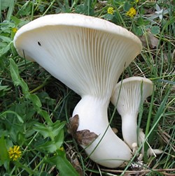 Pleurotus nebrodensis: il “fungo di basilisco” tra cucina, salute e conservazione