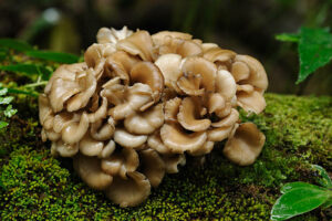 Maitake: il “fungo danzante” che sorprende per gusto e salute